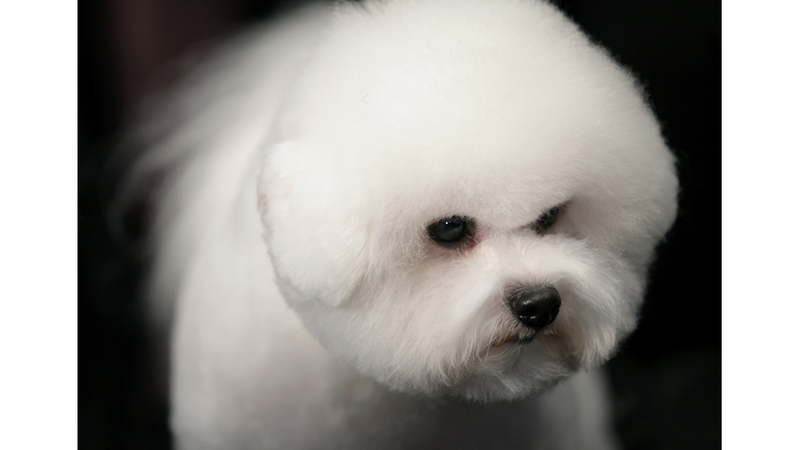 Illustration for article titled Elegant Updos and Classy Coats at the Westminster Dog Show